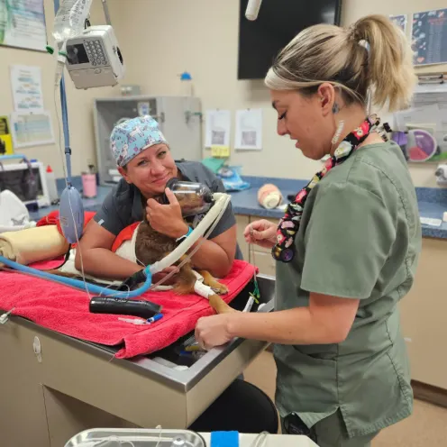 Two staff members caring for a dog on a table with an oxygen mask on 